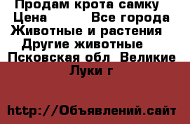 Продам крота самку › Цена ­ 200 - Все города Животные и растения » Другие животные   . Псковская обл.,Великие Луки г.